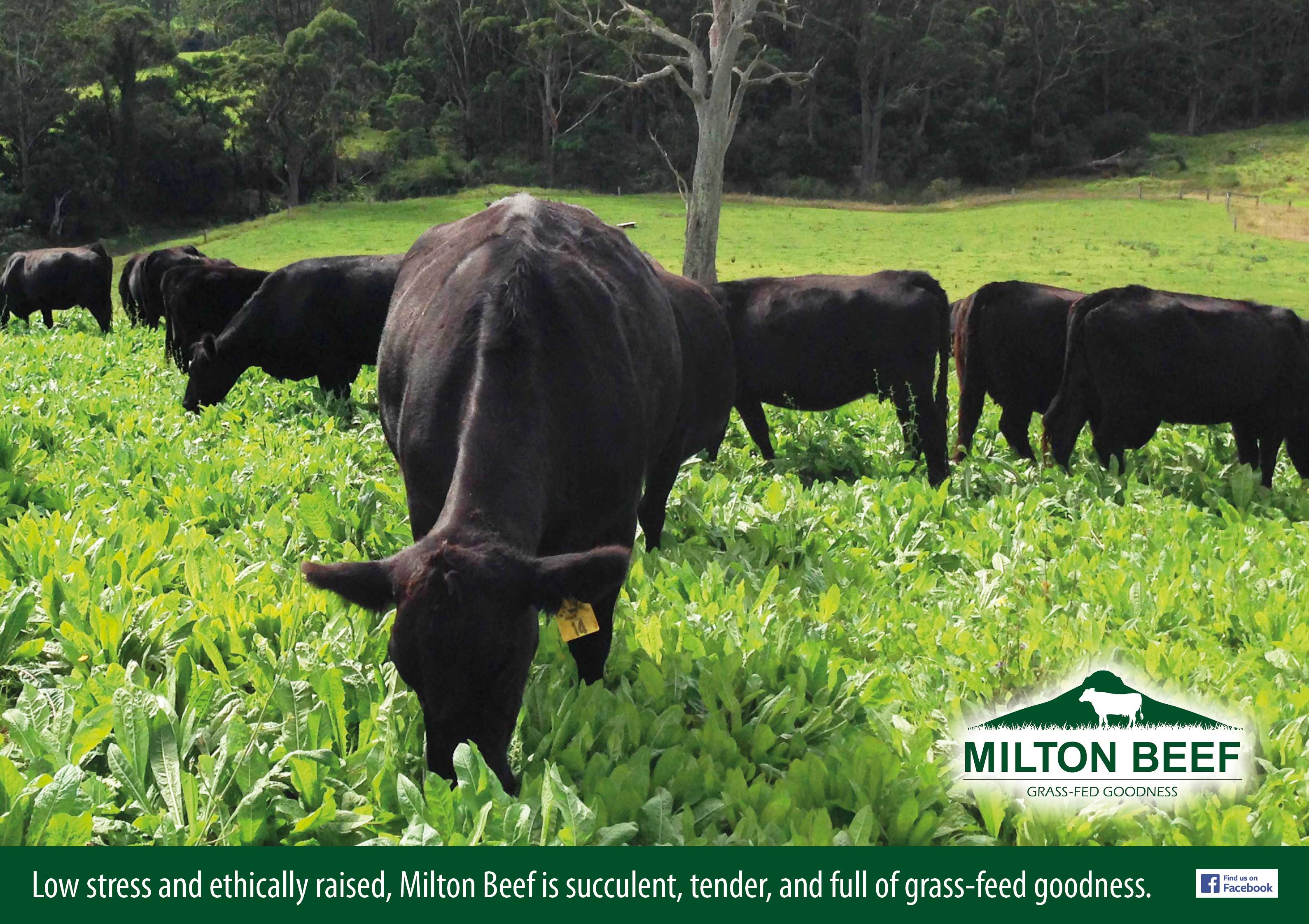 Milton Beef